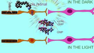 RHODOPSIN IN THE DARK AND LIGHT [upl. by Brieta553]