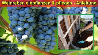 Weinrebe im Kübel auf Balkon pflanzen amp pflegen  Standort Gießen DüngenSubstrat Überwintern [upl. by Edalb]