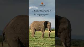 A Beautiful Evening at Ol Pejeta Conservation Nanyuki [upl. by Afital]