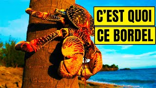 Le Crabe De Cocotier  Un Cauchemar Bien Réel [upl. by Dexter]