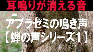 【耳鳴り治療音】耳鳴りに効果大 アブラゼミの鳴き声１時間 自然音 ＴＲＴ 音響療法 [upl. by Rudd]