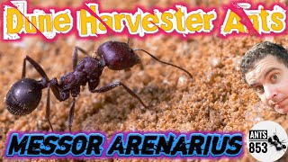 Messor Arenarius Ecology and Care Guide [upl. by Dnomder]