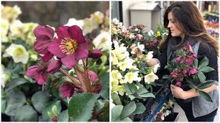 Planting Hellebores  Garden Answer [upl. by Panchito393]