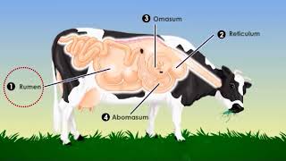 El sistema digestivo de la vaca [upl. by Iorgo]