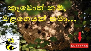 Debara Kuduwa දෙබර කූඩුව  Beautiful Nature Around the World  2 [upl. by Ennayt]