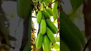 Bilimbi✨ bilimbi fruit nature subscribe shorts youtubeshorts [upl. by Yuu]