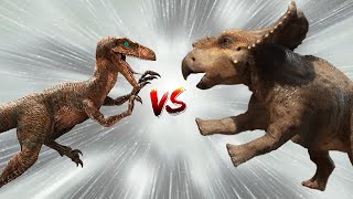 Protoceratops vs Velociraptor  Dinosaur Battle [upl. by Eatnoled180]