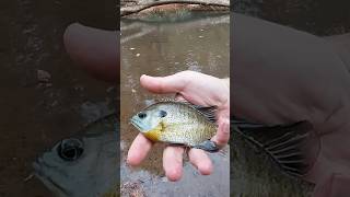 Light Tackle Creek Fishing For Bluegill creekfishing [upl. by Michail694]