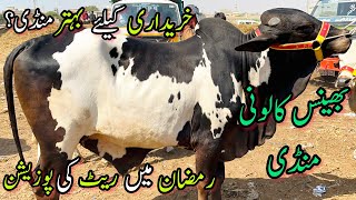 Bhains Colony Cow Mandi Rates Update In Ramzan  13 March 2024  Bakra Eid Season [upl. by Ylle779]