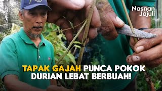 Teknik Tapak Gajah Anak Benih Durian Yang Banyak Kelebihan [upl. by Sanderson]