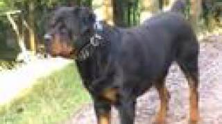 Rottweiler big dog Rottie Vicious Rott Presented by Mary the Supergranny [upl. by Leyla]