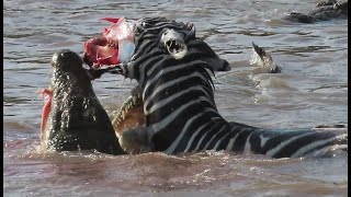 Zebras face ripped off by crocodiles crossing Mara river on Safari in Kenya [upl. by Jacklyn]