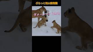 獲物？おもちゃ？4姫の奪い合い🍀旭山動物園のライオンファミリーオリト＆イオ shortszoolionlionbabies [upl. by Ninette358]