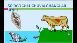 SORGICHLI CHUVALCHANGLAR SINFI  СЎРҒИЧЛИ ЧУВAЛЧAНГЛAР СИНФИ [upl. by Akayas]