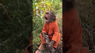 WOW  CUTIS off work today 😄cutis shortvideo monkey [upl. by Zenda]