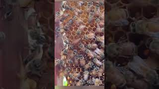 Apis Mellifera Italian beesCan you identify the Queen bee 👑 🐝 honey bee ambadibeefarm [upl. by Odnomra]