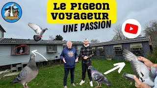 L’ÉLEVAGE DE PIGEON VOYAGEUR PRÉSENTATION DES PIGEONNIERS [upl. by Julianna]