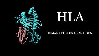 HLA  Human Leukocyte Antigen Simplified [upl. by Hemingway177]