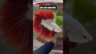 Betta fish 🥰aquariumfishfish bettafishfood betta music [upl. by Elspet]