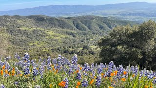 California Wildflowers  Figueroa Mountain Los Olivos CA April 2023 [upl. by Embry]