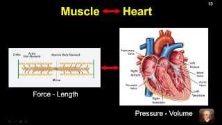 Basic Hemodynamic Principles Viewed Through Pressure Volume Relations Part 1 [upl. by Acilejna]