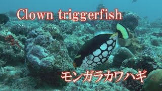 モンガラカワハギ Clown triggerfish Bigspotted triggerfish [upl. by Tema734]