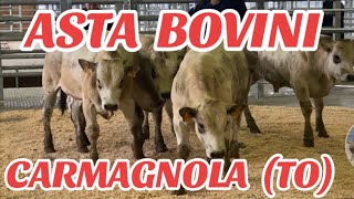 ASTA BOVINI CARMAGNOLA TO PIEMONTE 8 CAPI TOTALI AZROERO BESTIAME [upl. by Nylirrej]