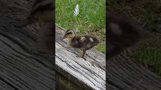 Baby Mallard prepares for a swim shorts [upl. by Nestor]