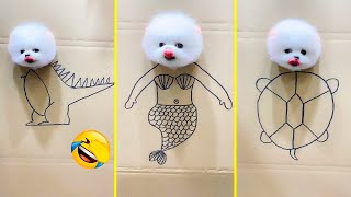 Cute Pomeranian Puppies Doing Funny Things 2024  Cute and Funny Dogs 4 [upl. by Ardena835]