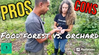 Food Forest or Permaculture Orchard IT DEPENDS [upl. by Dahle318]