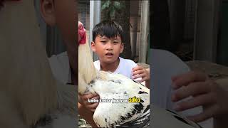 WOOOW AYAM NYA GEDE BANGET ayamterbesardidunia ayamunik azidanchannel funny [upl. by Maharba]