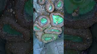 Starfishes and Sea Anemones at Pinnacle Gulch Trail beach walkingtours [upl. by Sowell]