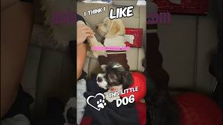 Lovepets be with your pets lovepets workfromhome onlinebusiness pets pet [upl. by Einnaj]