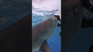 Tiger shark takes a bite and lifts diver at Tiger Beach Bahamas shorts diving underwater [upl. by Aznarepse]