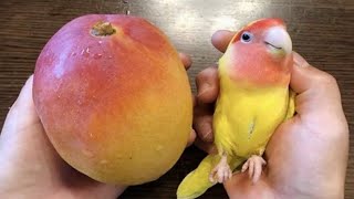 The FUNNIEST Parrots Around the World 🦜 🤣 Best Compilation [upl. by Seiden]