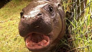 Get up close up to our baby pygmy hippo [upl. by Marchak397]