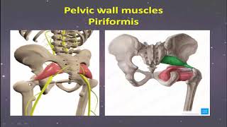 pelvic cavity [upl. by Haletky]