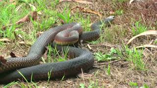 Mongoose vs cobra and a snake fight [upl. by Damle]