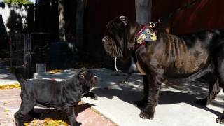 Neapolitan Mastiff puppies Old World Mastinos [upl. by Rosel282]