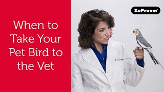 When To Take Your Pet Bird to the Vet  Bird Owner Tips [upl. by Welby866]