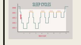 Stages of sleep [upl. by Anneh]