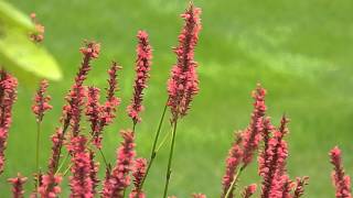 Persicaria amplexicaulis [upl. by Sheffy]