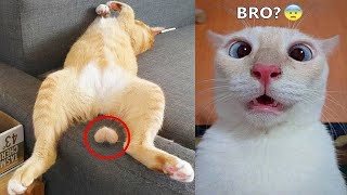 Funniest Animals 2023 😁 New Funny Cats and Dogs 😻🐶 Part 12 [upl. by Amyas]