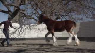 Best Commercials of 2013 Budweiser quotThe Clydesdales Brotherhoodquot [upl. by Louie]