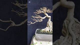 Pruning bonsai Anting Putri plant bonsaitree art tanaman antingputri [upl. by Eiromem]