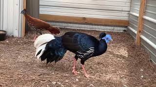 Vieillots Crested Fireback aka the Malayan Crested Fireback [upl. by Ennaylil]