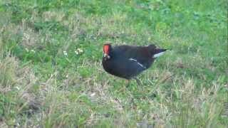 Common Gallinule [upl. by Killy200]