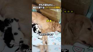 犬も大変なのに猫まで育てるレトリバーの母性 [upl. by Haleelahk841]