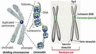 Chromosomes Functions [upl. by Nyrroc]