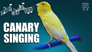 Bird Sounds  Canary Singing  Melodies Canary Bird Song  Training Video  Faisal Javed TV [upl. by Jain]